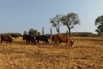 organic chyawanprash