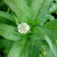 bhringaraj bhringadi hair oil